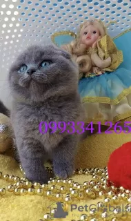 Photo №2 de l'annonce № 127486 de la vente scottish fold - acheter à République Tchèque éleveur