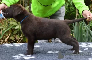 Photos supplémentaires: Chiot labrador