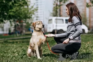 Photos supplémentaires: Gentil et sociable, Luntik recherche un propriétaire !