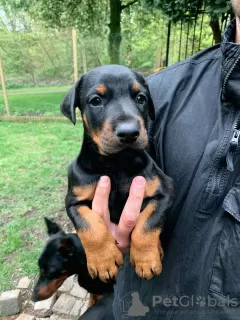 Photo №3. Adorables chiots Dobermann. Lituanie