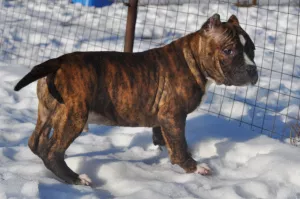 Photo №1. american bully - à vendre en ville de Voronezh | Négocié | Annonce №5033