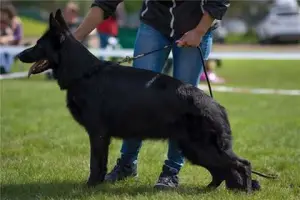 Photo №3. Réservé sur les chiots d'un très beau couple.. Fédération de Russie