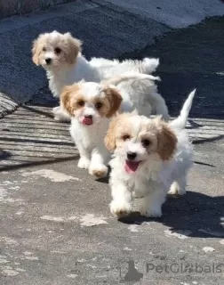 Photo №1. cavalier king charles spaniel - à vendre en ville de Vilnius | 350€ | Annonce №36104