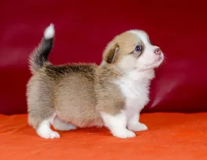 Photos supplémentaires: Pembroke Welsh Corgi fille rouge vif blanc