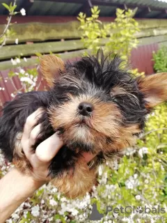 Photos supplémentaires: Les chiots Yorkie au visage de bébé sont complètement prêts à partir.