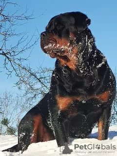 Photos supplémentaires: Les chiots Rottweiler veulent rencontrer leurs nouveaux propriétaires