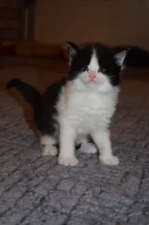 Photos supplémentaires: Chatons Maine Coon de parents d'élite