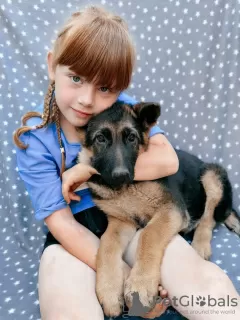 Photo №2 de l'annonce № 57264 de la vente berger allemand - acheter à Fédération de Russie 