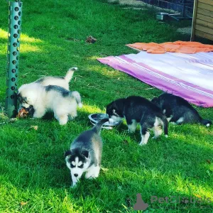 Photo №3. Chiot Husky sibérien. Allemagne