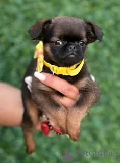 Photos supplémentaires: Chiots mâles Griffon de Bruxelles à vendre