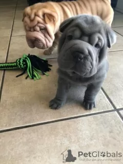 Photo №1. shar pei - à vendre en ville de Berlin | négocié | Annonce №94243