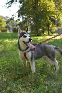 Photos supplémentaires: chiots husky sibérien