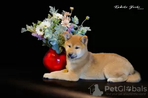 Photo №4. Je vais vendre shiba en ville de Nizhny Novgorod. de la fourrière, éleveur - prix - négocié