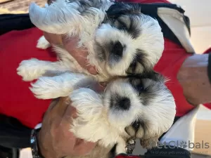 Photo №1. shih tzu - à vendre en ville de Düsseldorf | Gratuit | Annonce №8276