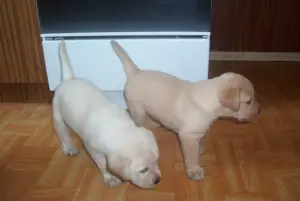 Photo №3. Délicieux chiots labrador. Pologne