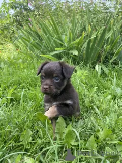 Photo №1. petit chien russe - à vendre en ville de Москва | 663€ | Annonce №24282