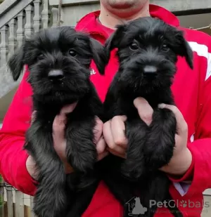 Photo №3. Chiots Schnauzer de taille moyenne. Serbie