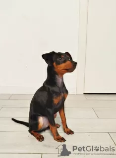 Photos supplémentaires: Chiots Pinscher nain - mâles de Tallinn, d'excellents pedigrees, socialisés et