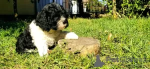 Photos supplémentaires: Chiot tricolore CAVAPOO