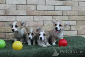 Photo №3. Chiots Welsh Corgi Pembroke. Serbie