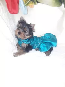 Photo №1. yorkshire terrier - à vendre en ville de Chernomorsk | 369€ | Annonce №6283