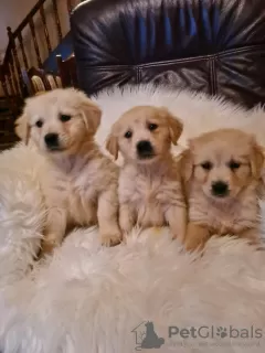 Photo №1. golden retriever - à vendre en ville de Vilovo | 150€ | Annonce №88101