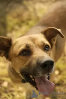 Photos supplémentaires: Le sympathique chien de compagnie Tengri est à la recherche d'un foyer !