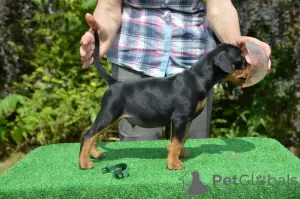 Photo №3. pinscher allemand. Suède