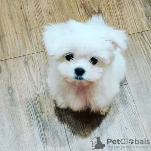 Photo №1. bichon maltais - à vendre en ville de Canberra | négocié | Annonce №104798