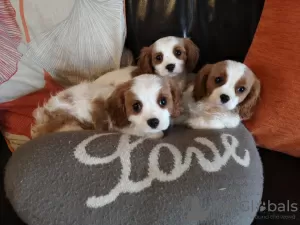 Photo №1. cavalier king charles spaniel - à vendre en ville de Гуменне | 340€ | Annonce №28977