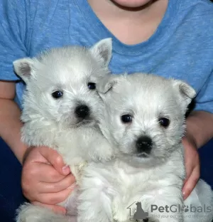 Photo №1. west highland white terrier - à vendre en ville de Genk | 300€ | Annonce №96202