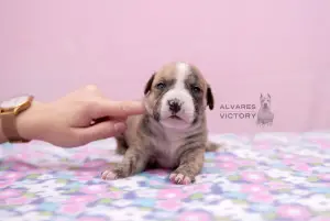 Photos supplémentaires: Chiots Amstaff, pépinière d’élevage "Alvarez Victory"