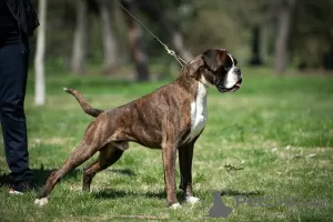 Photos supplémentaires: Boxeur allemand, meilleurs chiens