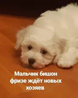 Photo №4. Je vais vendre bichon à poil frisé en ville de Minsk.  - prix - 497€