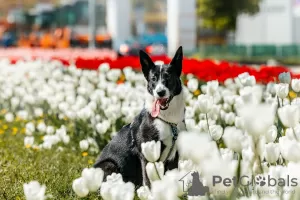 Photo №4. Je vais vendre chien bâtard en ville de Москва. annonce privée - prix - Gratuit