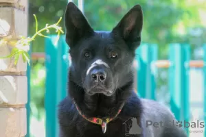 Photo №3. Les chiots de berger d'Europe de l'Est recherchent leurs propriétaires. Fédération de Russie