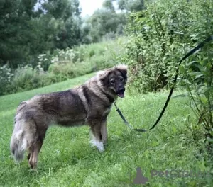 Photos supplémentaires: Agent de sécurité Alpha Caucasian Shepherd mix. Vous cherchez une maison!