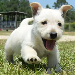 Photo №2 de l'annonce № 11138 de la vente terrier écossais - acheter à Pologne 