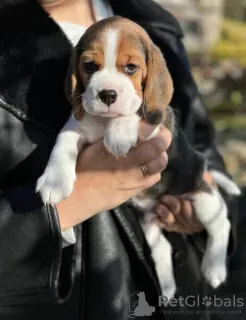 Photos supplémentaires: Chiots Beagle à vendre.