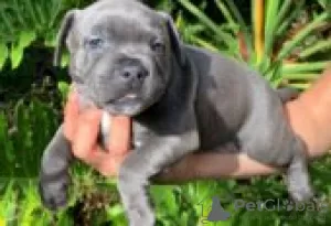 Photo №2 de l'annonce № 126212 de la vente american staffordshire terrier - acheter à Allemagne annonce privée