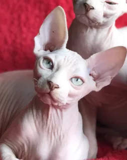 Photo №1. sphynx - à vendre en ville de Kiev | 543€ | Annonce № 5791