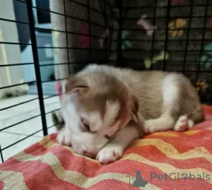 Photo №3. Chiots Husky Sibérien à vendre. USA