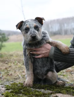 Photos supplémentaires: Chiots guérisseurs australiens