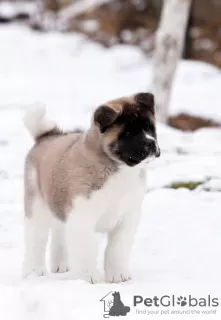 Photos supplémentaires: Chiot Akita américain