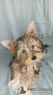 Photos supplémentaires: Yorkie aux yeux bleus