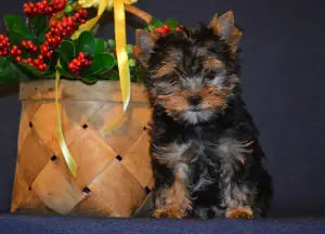 Photo №4. Je vais vendre yorkshire terrier en ville de Miass. de la fourrière - prix - 213€