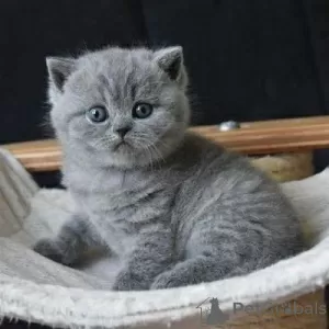 Photo №1. british shorthair - à vendre en ville de Nieuwpoort | Gratuit | Annonce № 127862