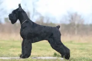 Photo №3. Attention Vladivostok! Vente garçon et fille de grande qualité Giant Schnauzer. Fédération de Russie