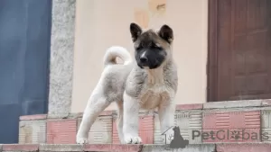 Photos supplémentaires: Chiots Akita américain à vendre