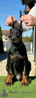 Photo №4. Je vais vendre dobermann en ville de Бачка-Паланка. éleveur - prix - négocié